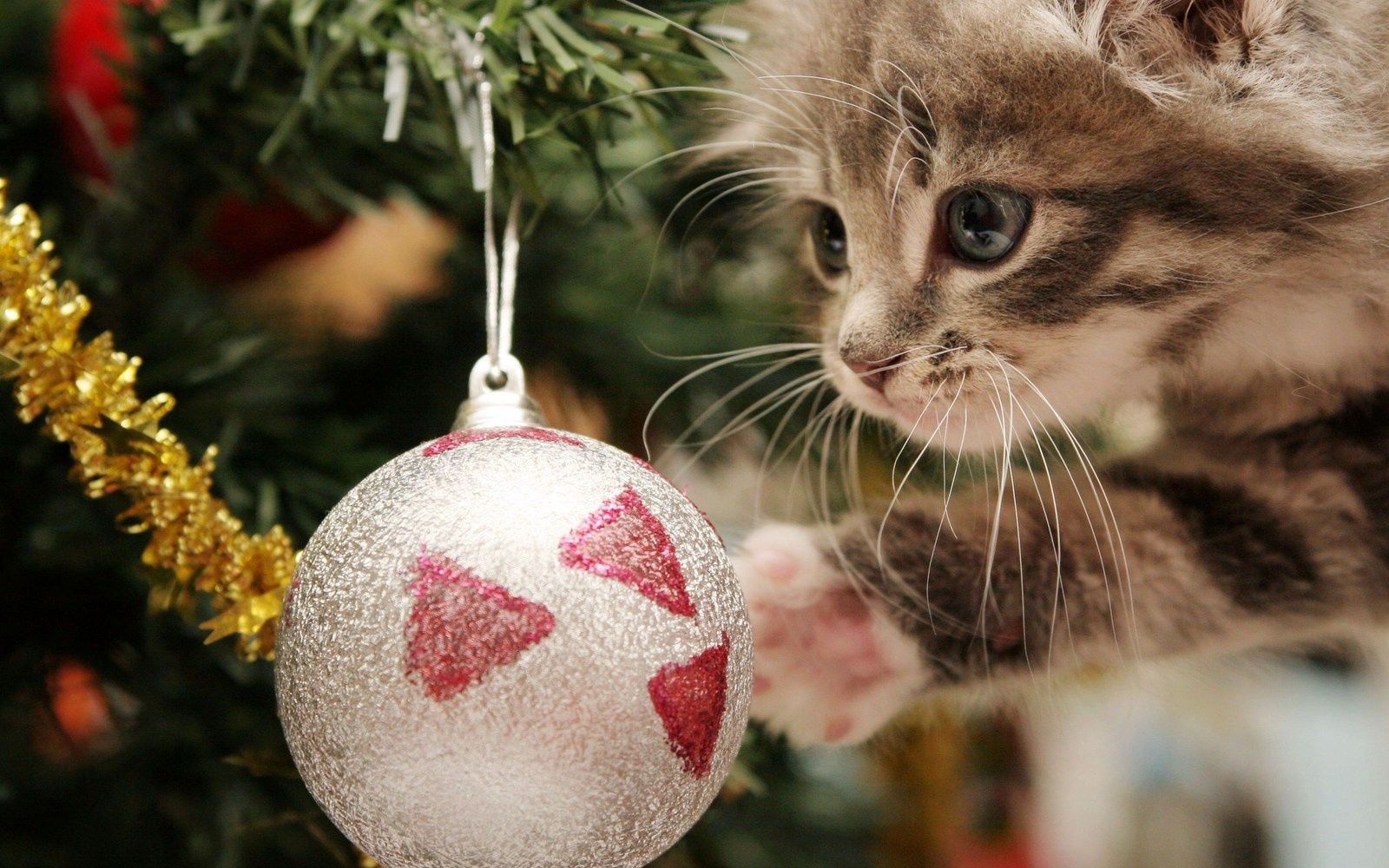 Shopping de Noël pour chat coups de coeur - Une Belle Vie De Chat