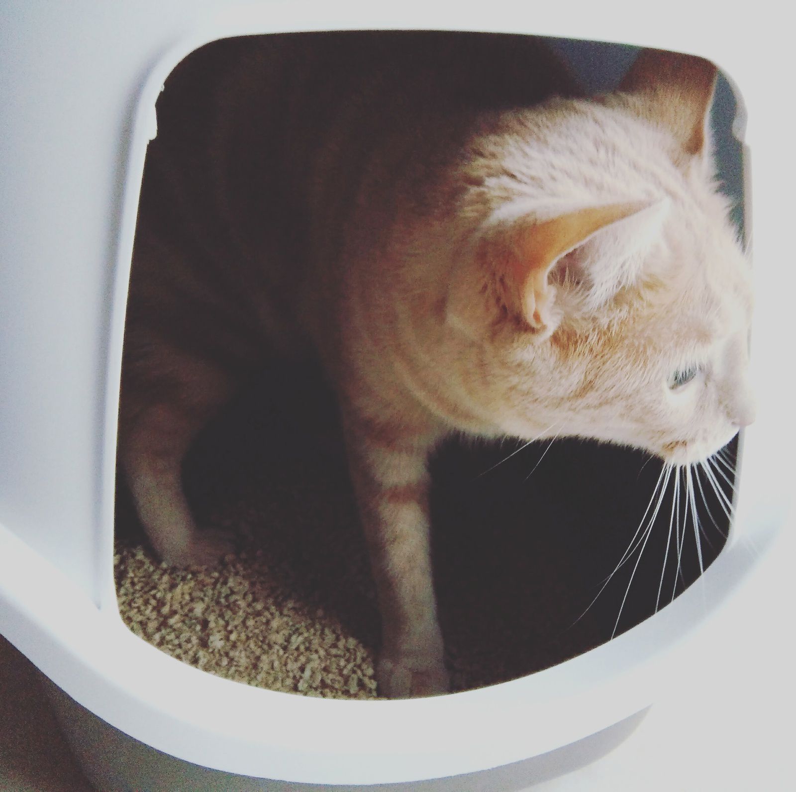Oliver a testé la litière végétale Öko Plus Cat's Best - Une Belle Vie De  Chat : un blog sur le chat !