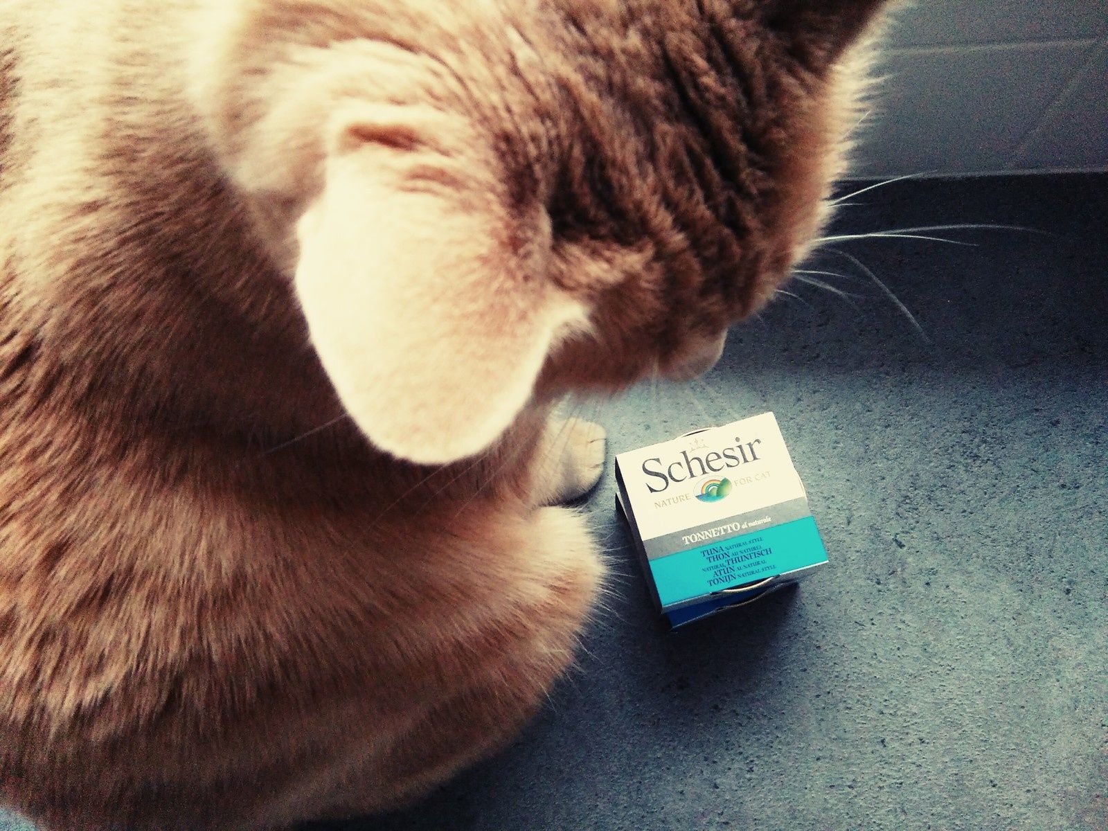 Oliver A Teste Les Boites Poisson Schesir Une Belle Vie De Chat Le Blog 100 Chat