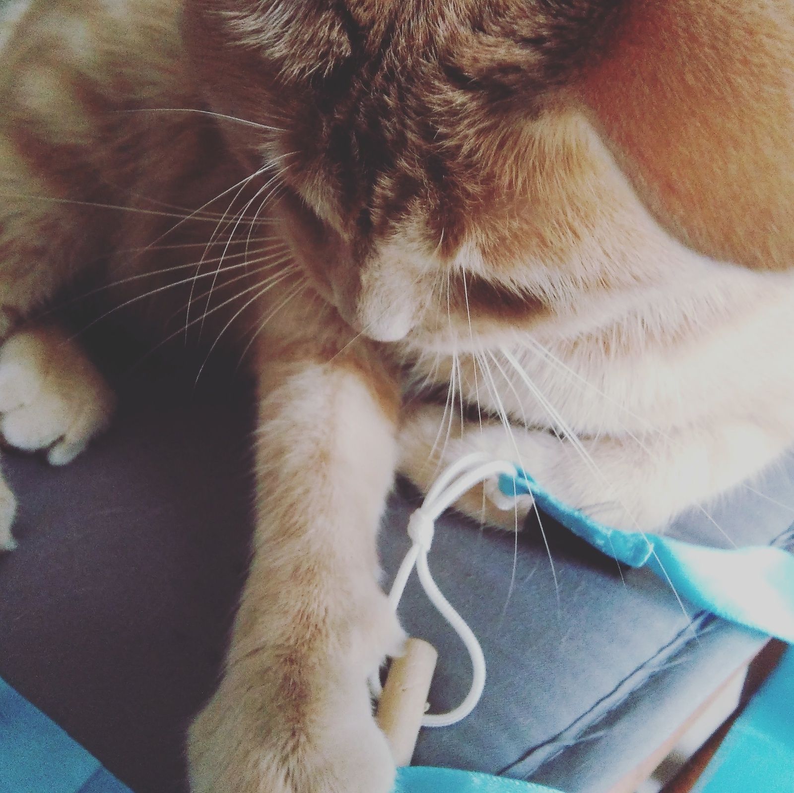 Oliver A Teste La Canne A Peche Ruban Parole De Chat De Vitakraft Une Belle Vie De Chat Le Blog 100 Chat Oliver A Teste La Canne A Peche Ruban Parole De Chat De Vitakraft Une Belle Vie De Chat Le Blog 100 Chat