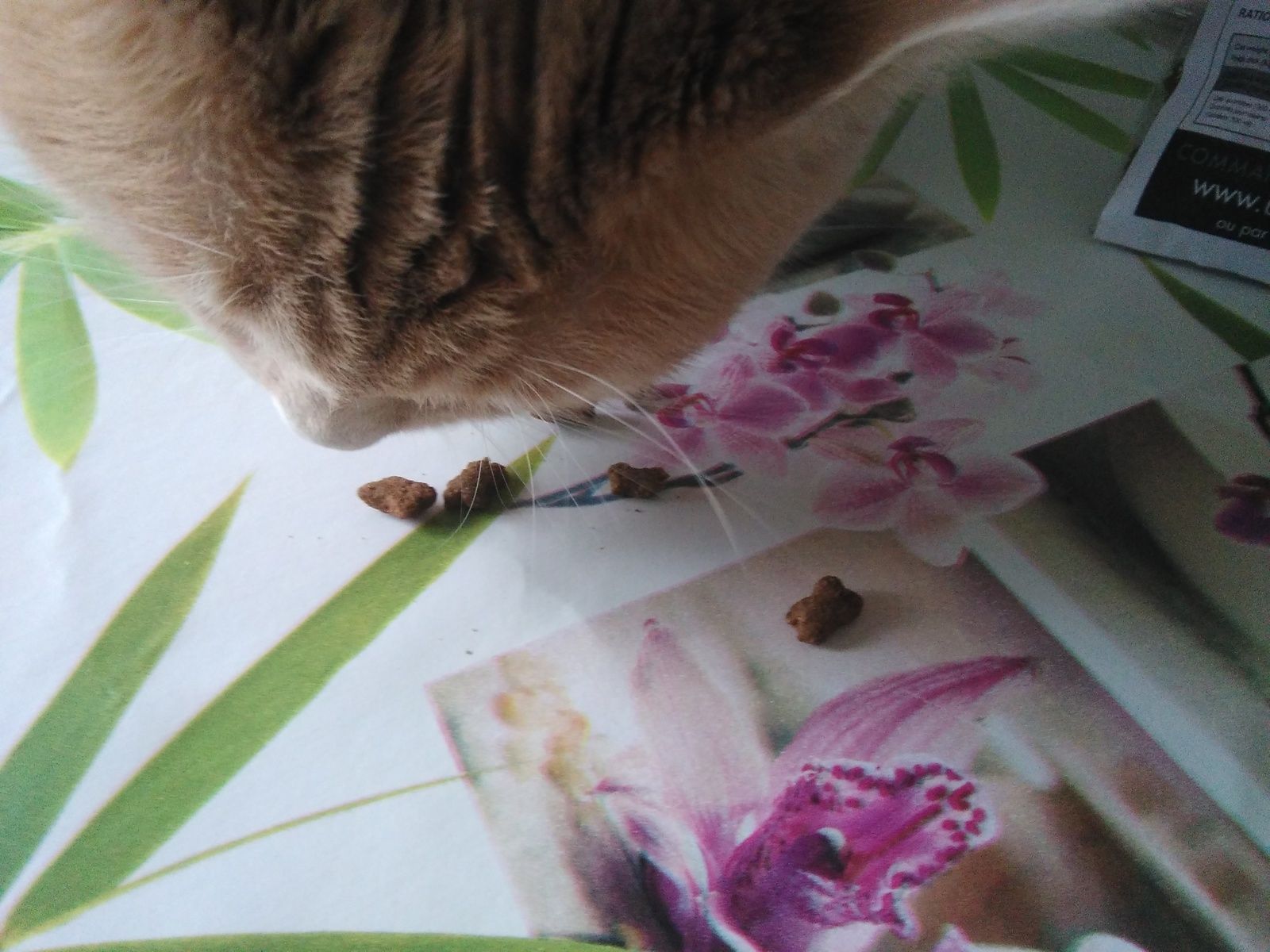 Croquettes pour chat Ultra Premium Direct