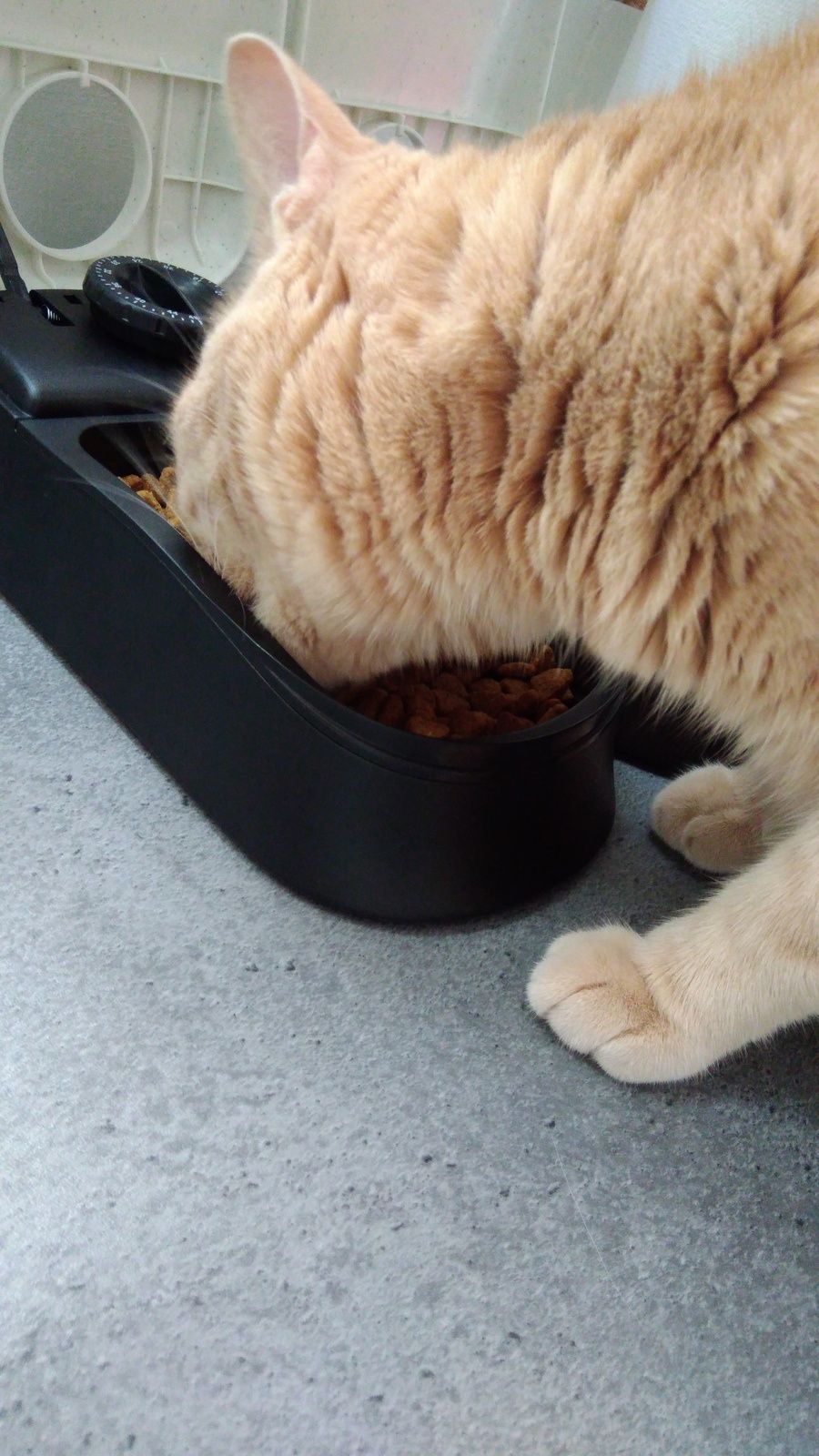 Oliver A Teste Le Distributeur De Nourriture Une Belle Vie De Chat Le Blog 100 Chat