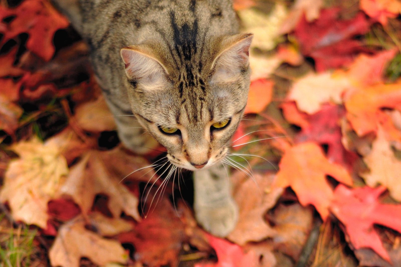 chat en automne