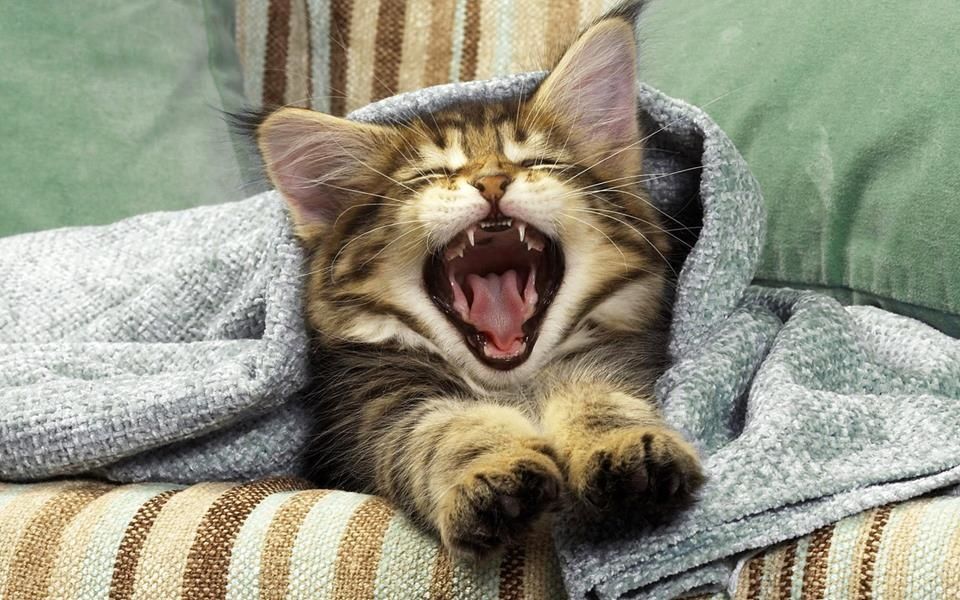 Comme Reconnaitre Les Signes De Maladie Chez Mon Chat Une Belle Vie De Chat Un Blog Sur Le Chat