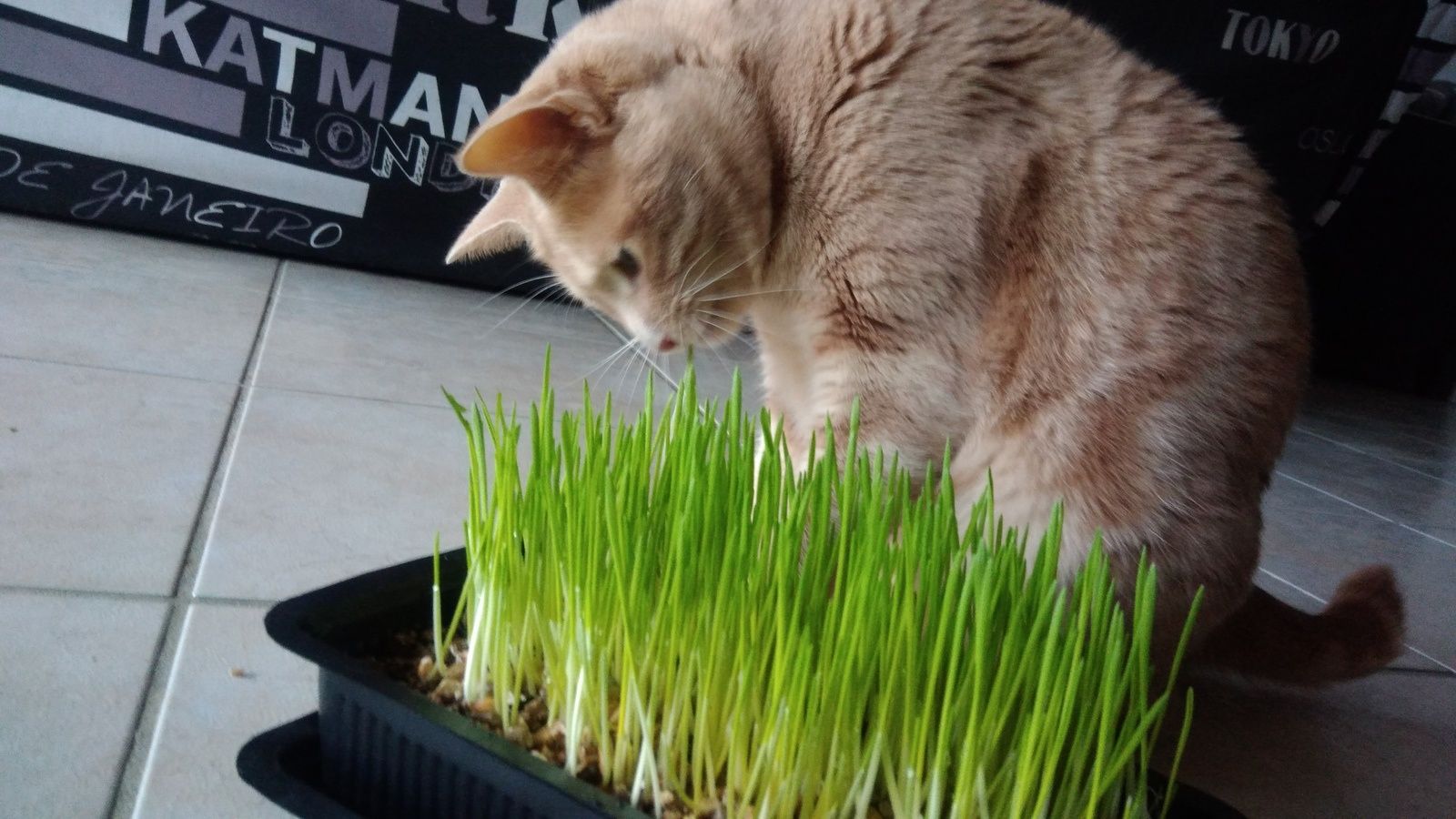Herbe à chat Vitakraft