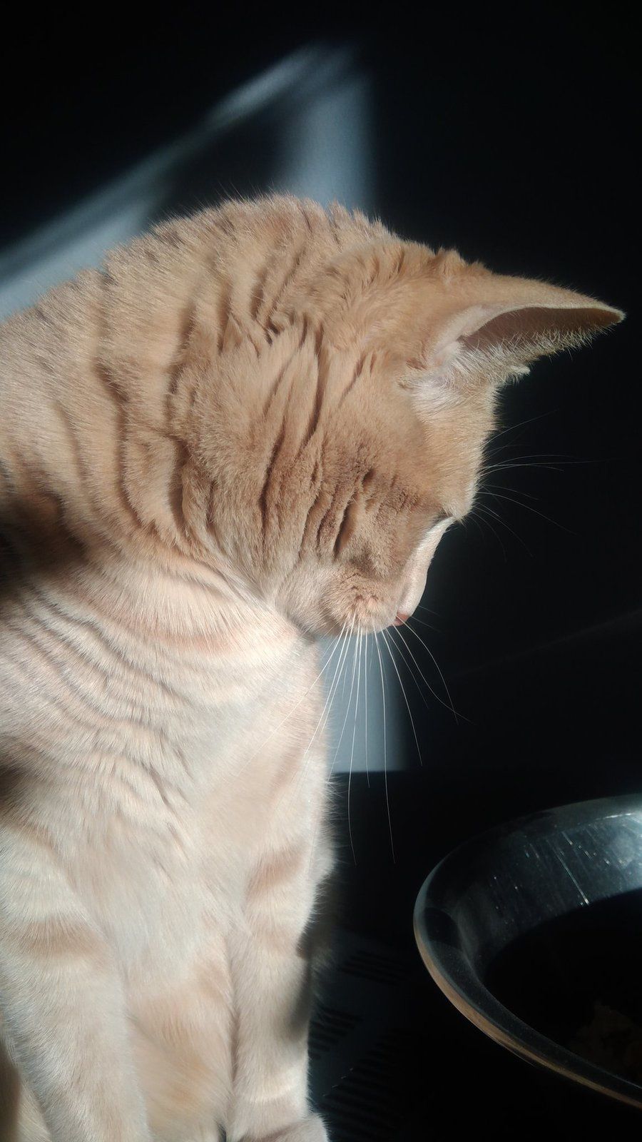 Mon chat perd ses poils : faire face à la mue printanière ! - Une Belle Vie  De Chat : un blog sur le chat !