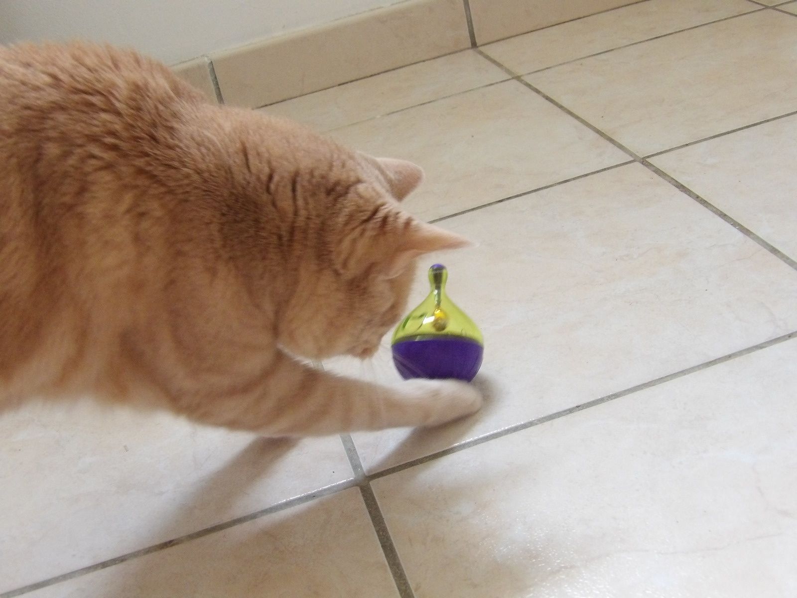 Oliver A Teste Le Distributeur De Friandises Culbuto Bubimex Une Belle Vie De Chat Le Blog 100 Chat