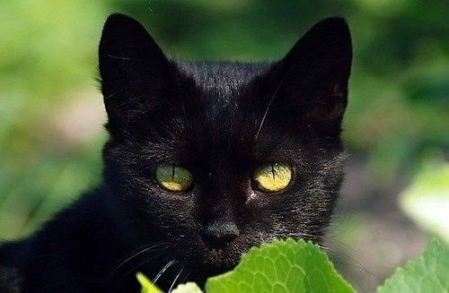 Cest La Journée Internationale Du Chat Noir