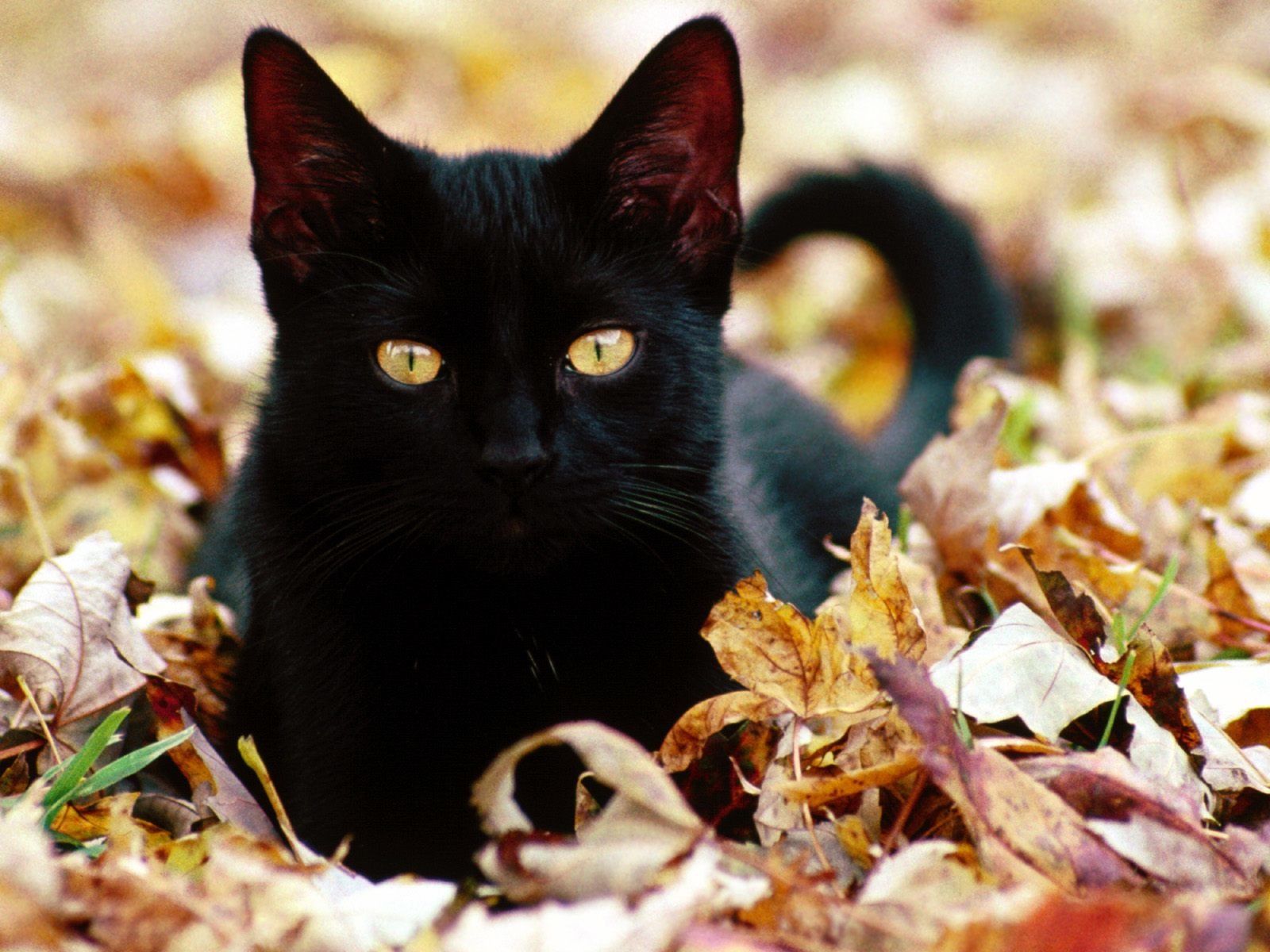 C Est La Journee Internationale Du Chat Noir Une Belle Vie De Chat Le Blog 100 Chat C Est La Journee Internationale Du Chat Noir Une Belle Vie De Chat Le Blog 100 Chat