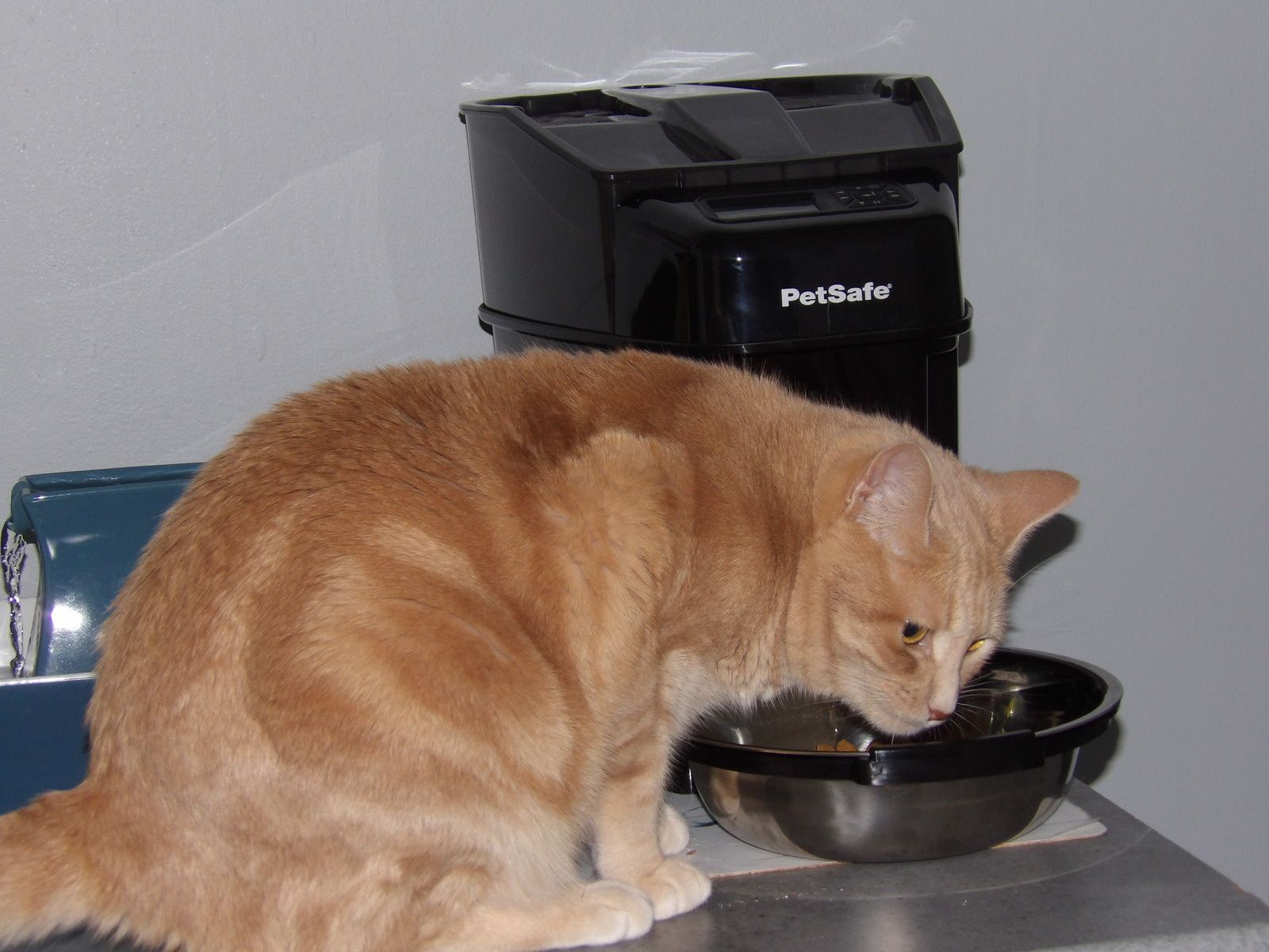 Distributeur digital PetSafe