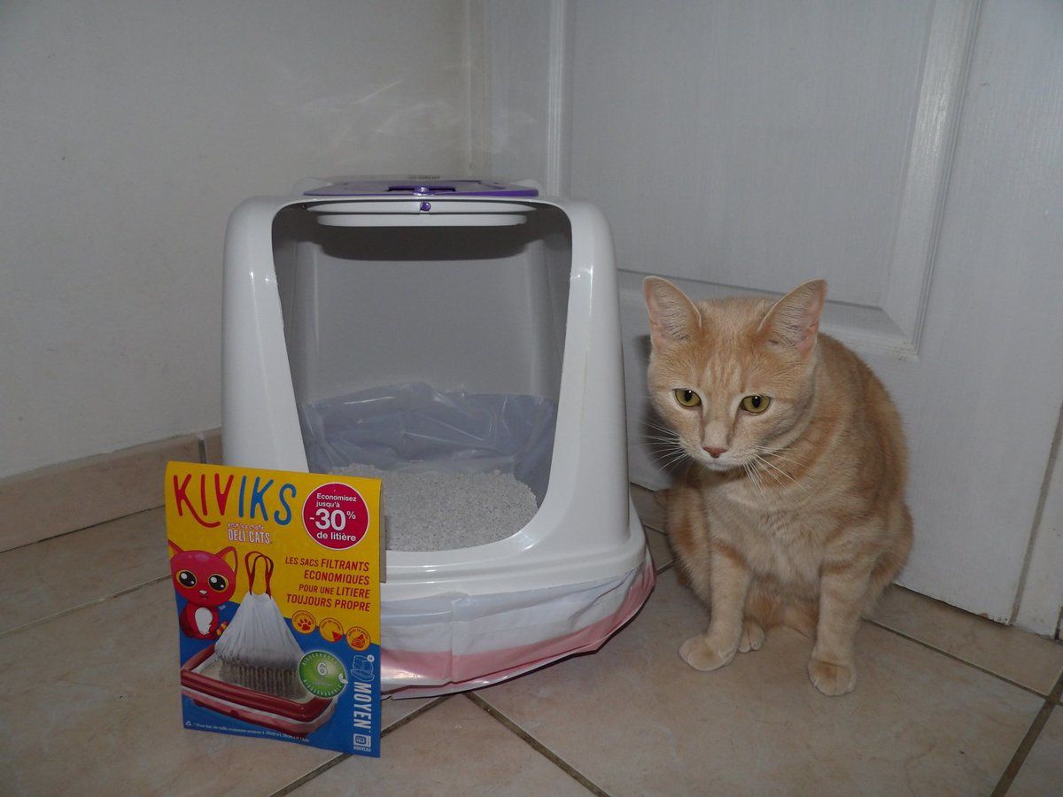 Oliver a testé les sacs filtrants Kiviks - Une Belle Vie De Chat : un blog  sur le chat !