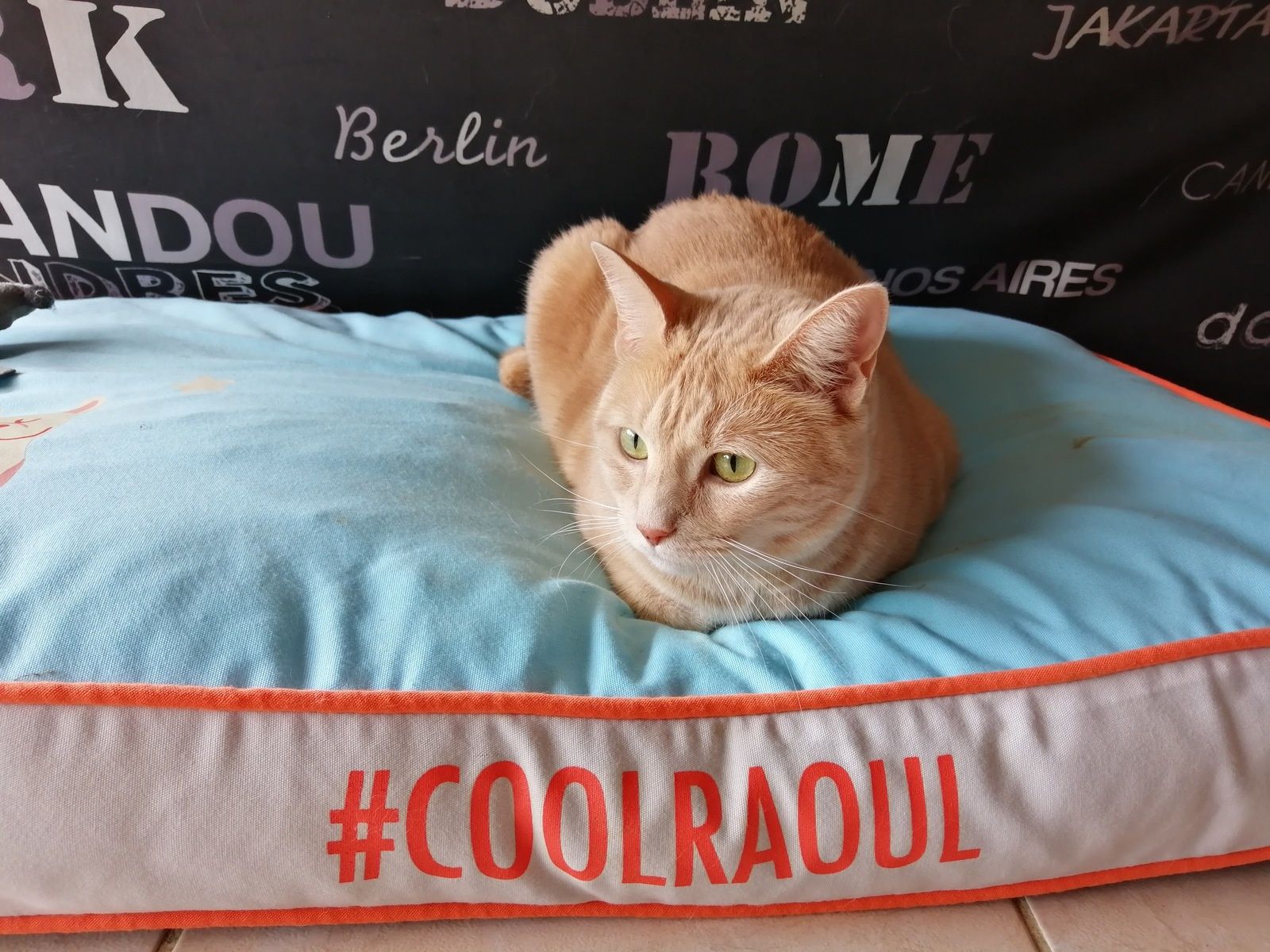 Coussin Parole de chien 2.0. Vitakraft