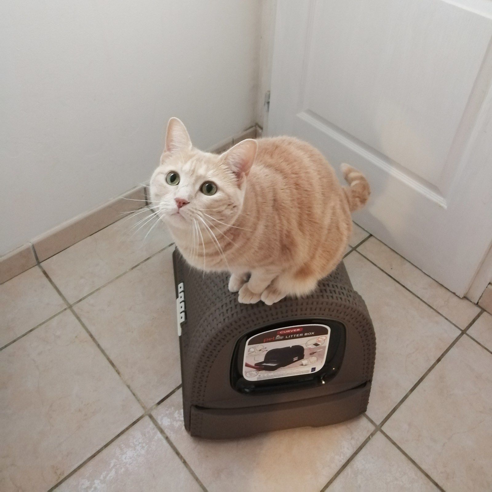 Oliver a testé la maison de toilette Curver ! - Une Belle Vie De Chat : un  blog sur le chat !