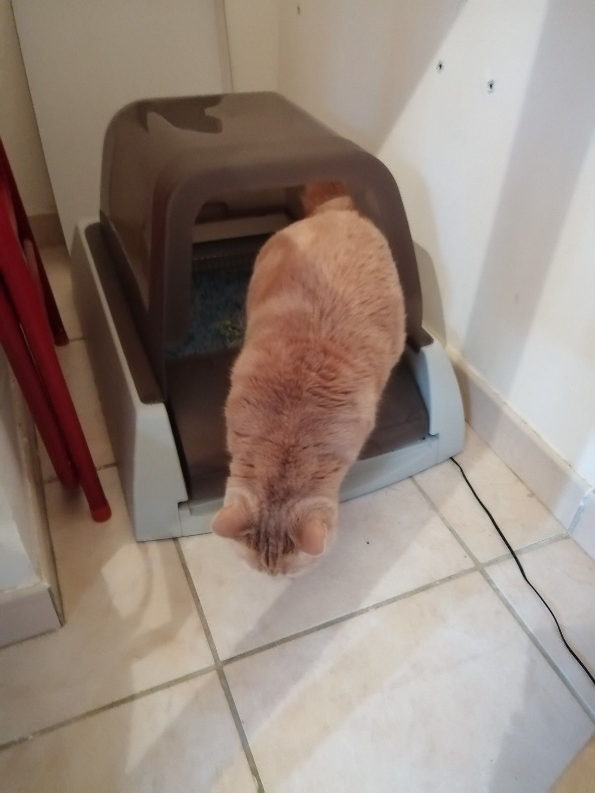 ScoopFree Ultra PetSafe