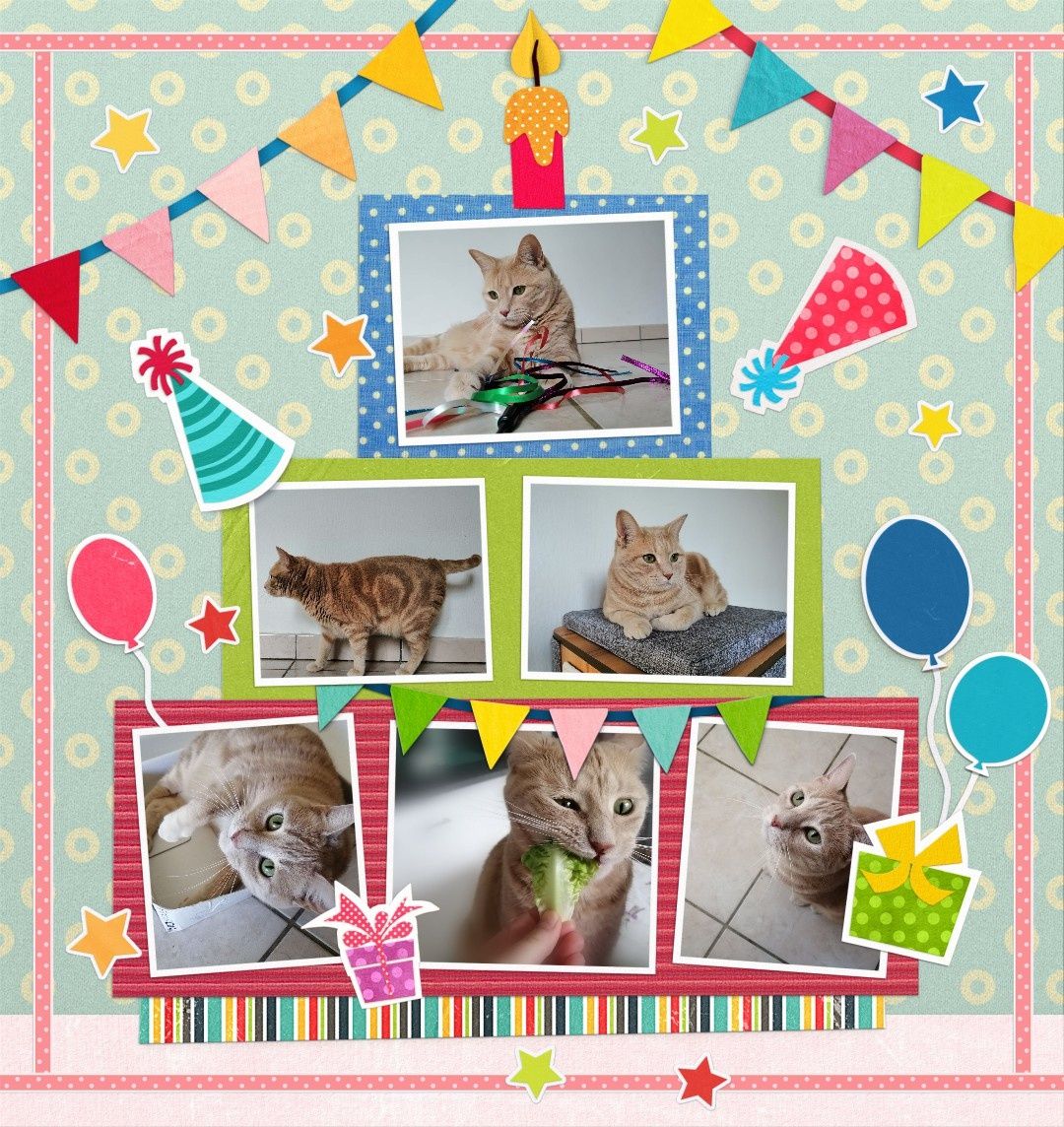 Ma Passion Pour Les Chats Roux Une Belle Vie De Chat Le Blog 100 Chat