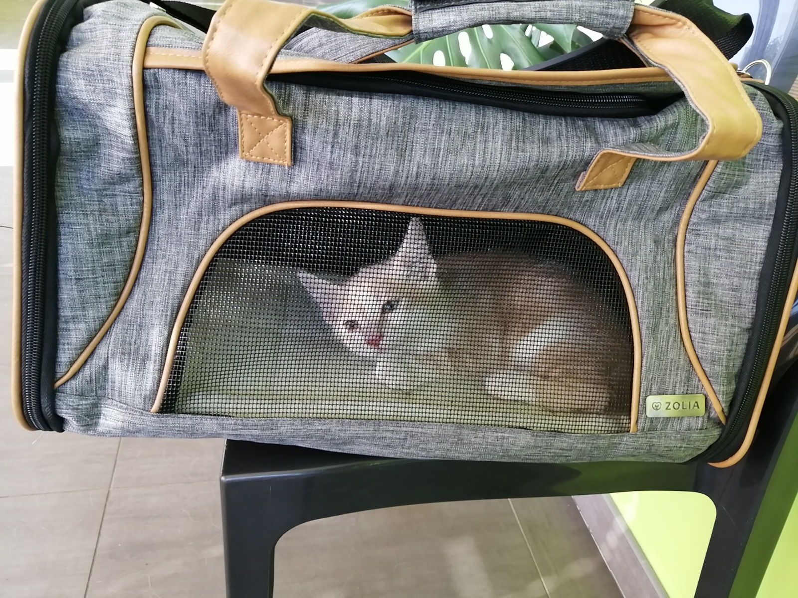 Trajet en voiture : le sac de transport Zolia Zoomalia - Une Belle Vie De  Chat : un blog sur le chat !