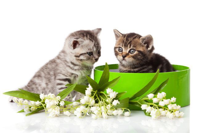 Le muguet, une plante dangereuse pour votre chat ! - Une Belle Vie De Chat  : un blog sur le chat !