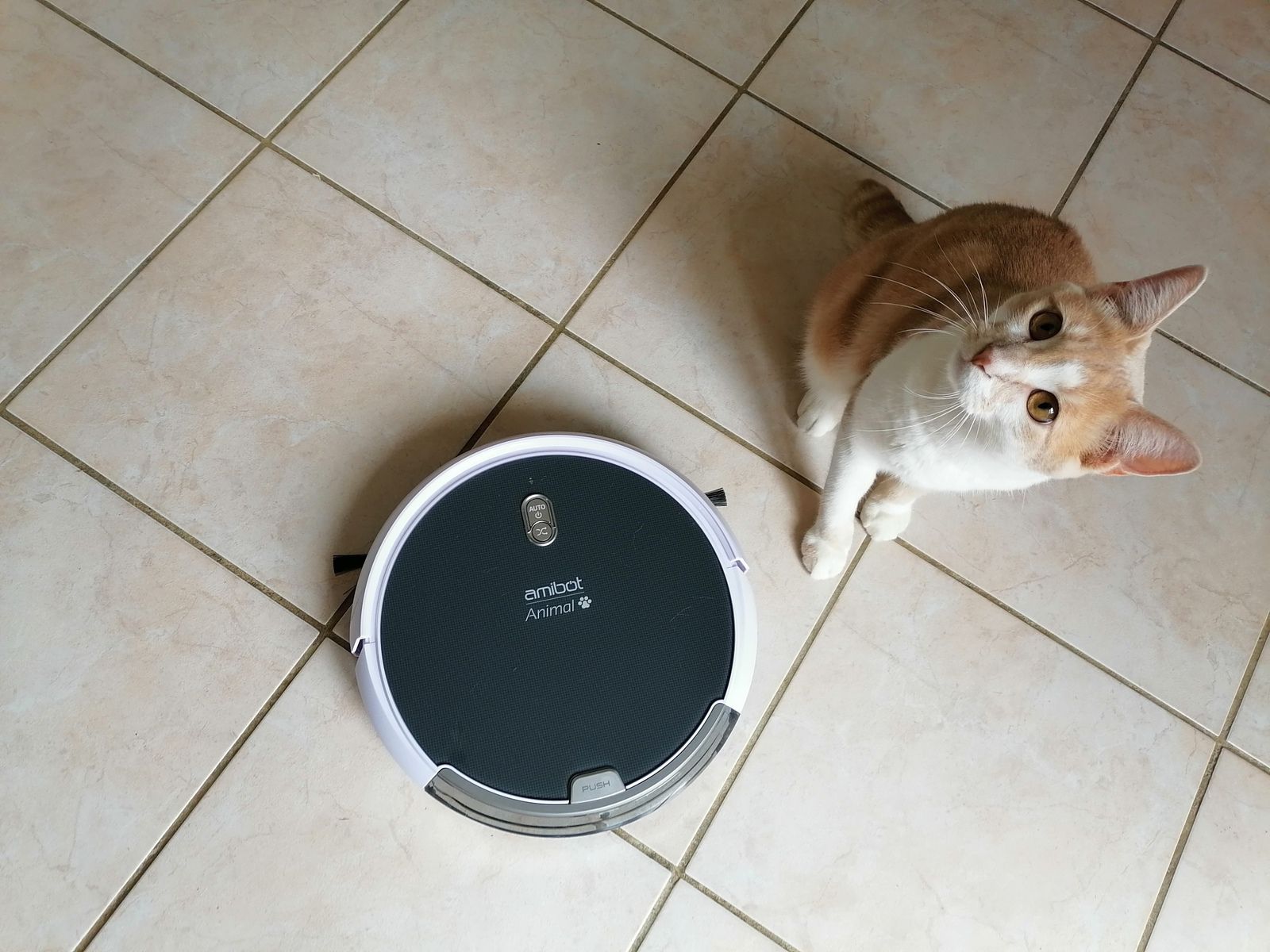Mon robot aspirateur et laveur Amibot Animal H2O - Une Belle Vie De Chat :  un blog sur le chat !