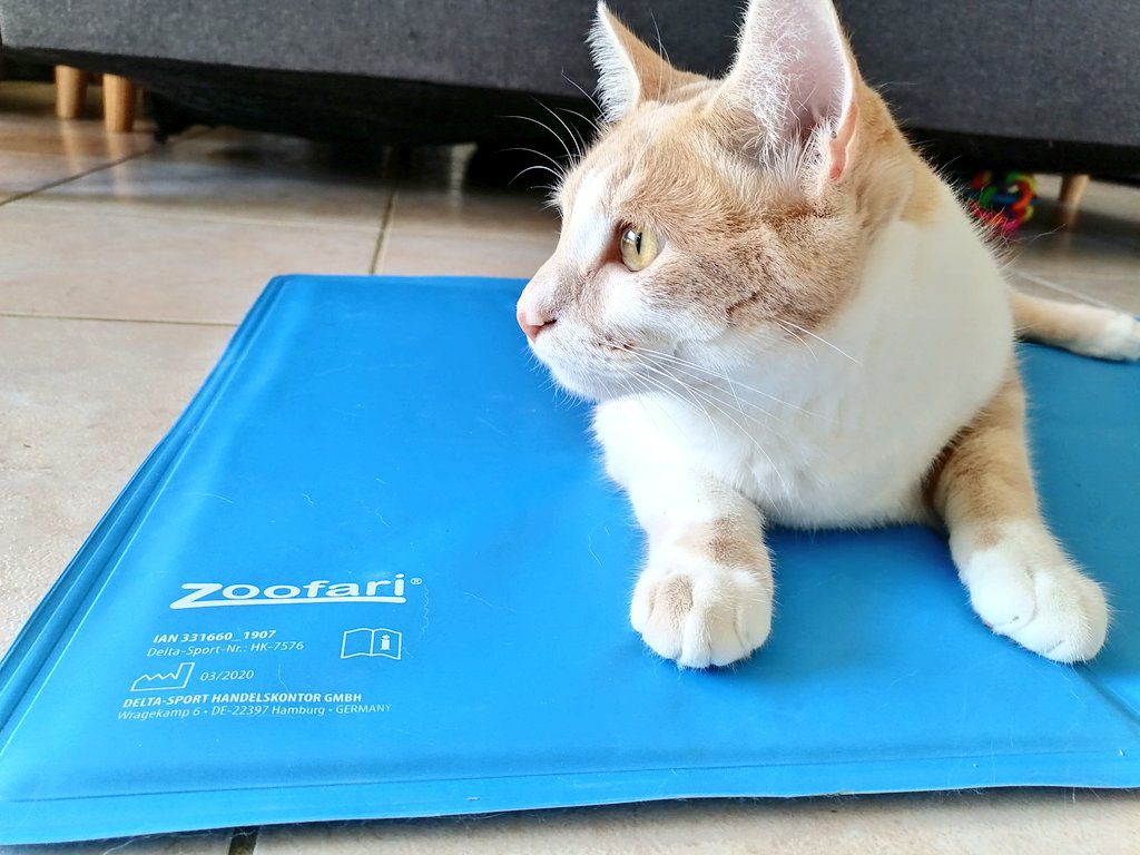 Le tapis rafraîchissant Zoofari de Lidl - Une Belle Vie De Chat : un blog  sur le chat !