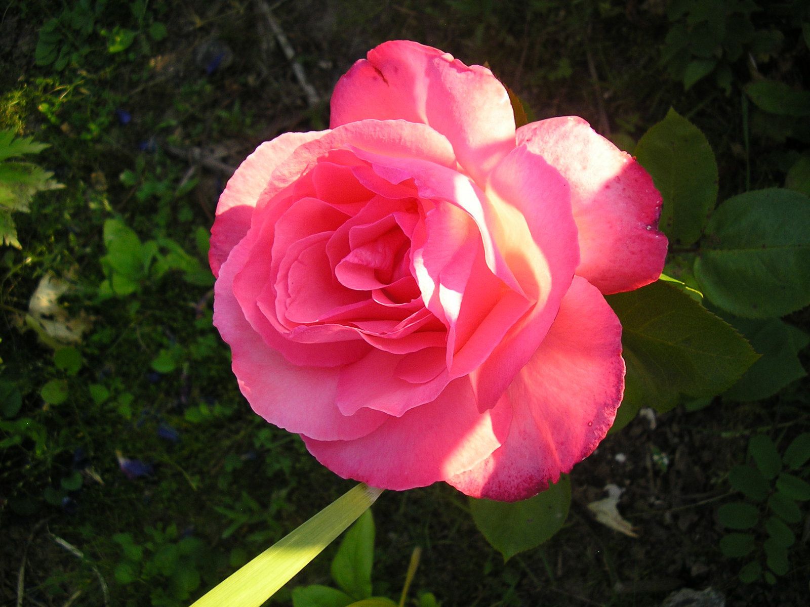 Panthère rose
