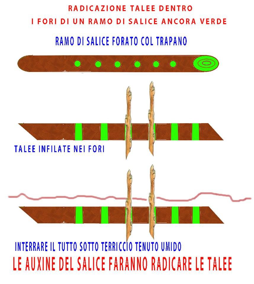 pubblicata da Salvatore Barbaro Trusso