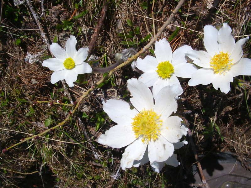 anémone-pulsatile-montagne de dormillouse