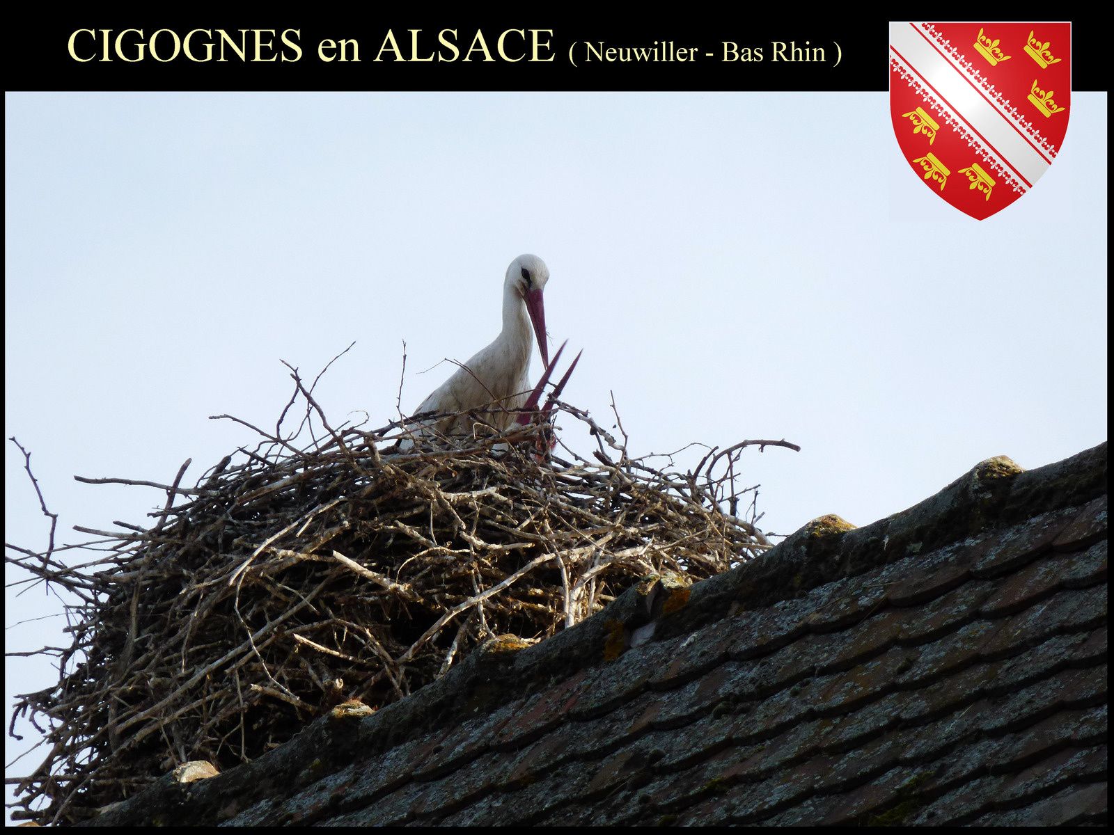 CIGOGNE et ALSACE