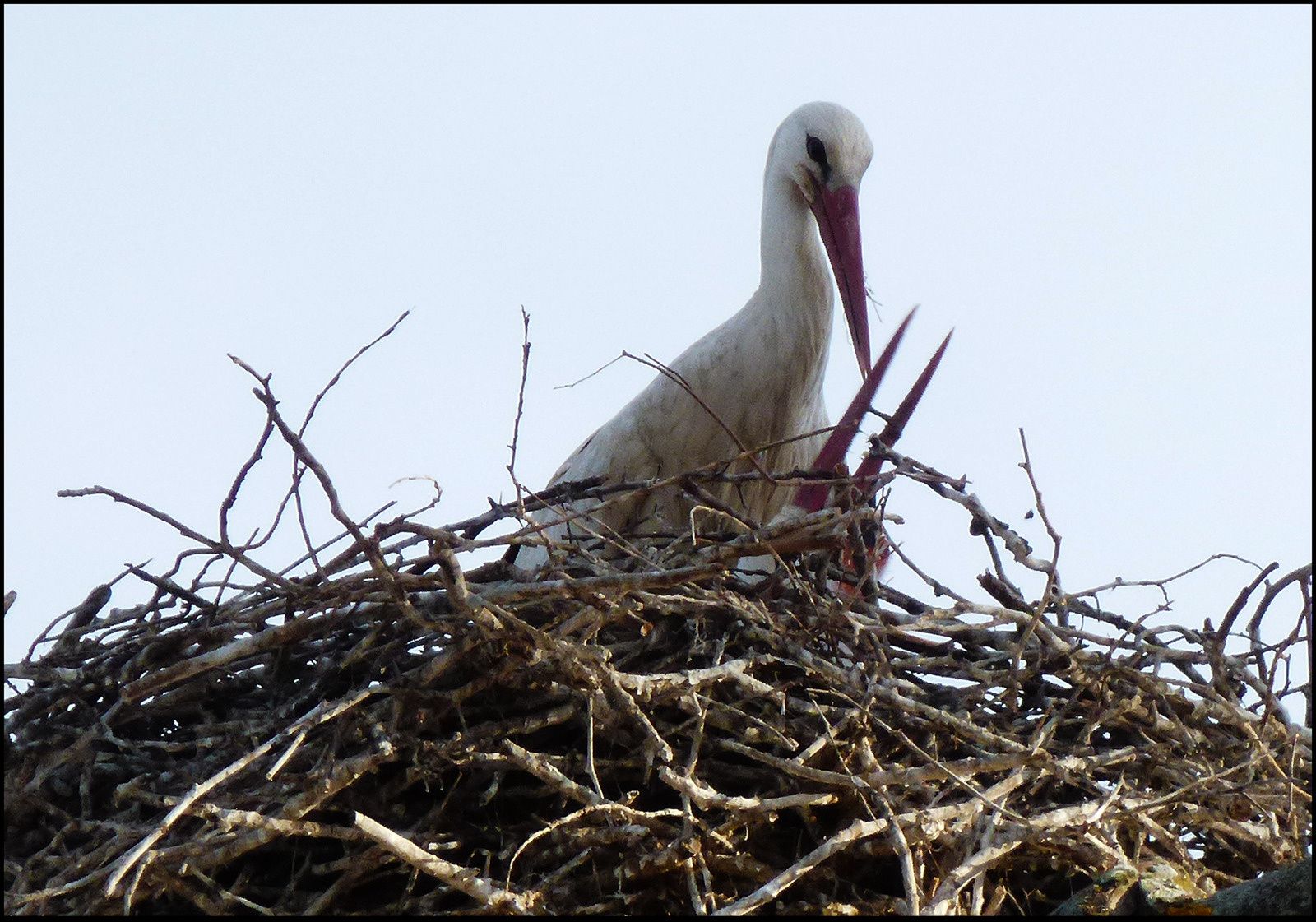 NEUWILLER et CIGOGNE