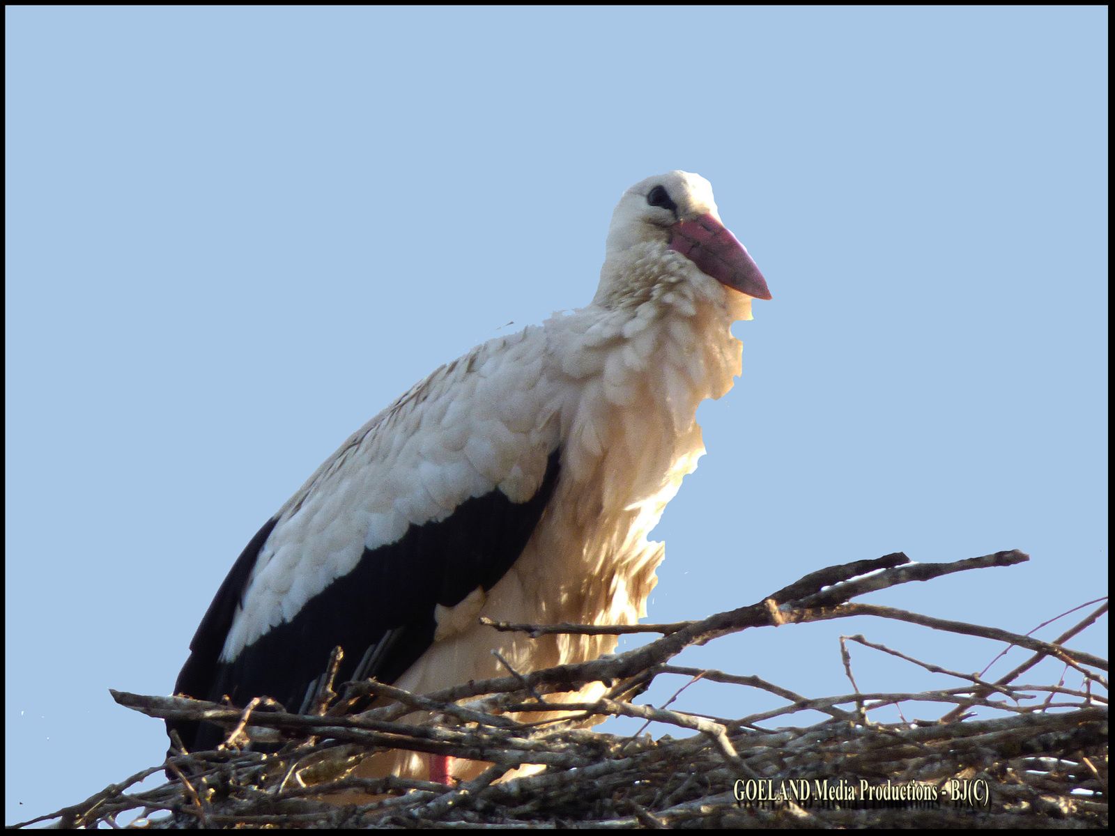 CIGOGNE BLANCHE