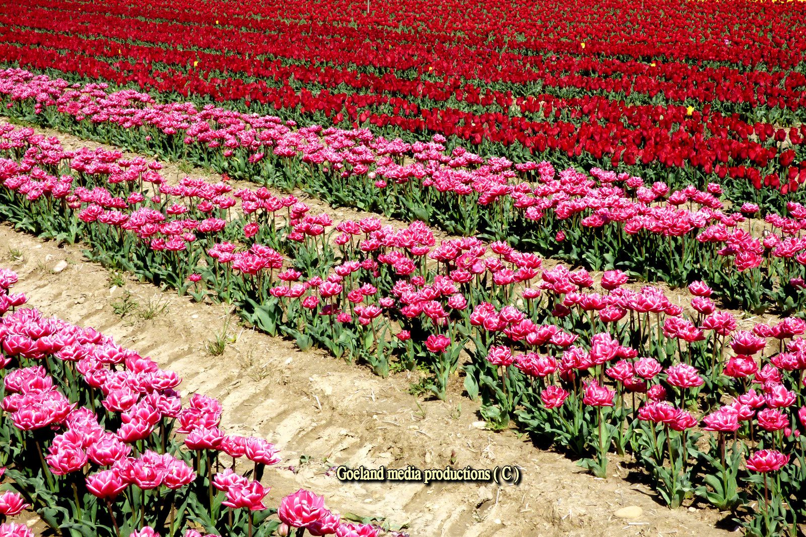 Tulipes aux environs de la brillane - près de forcalquier la Holande est en provence