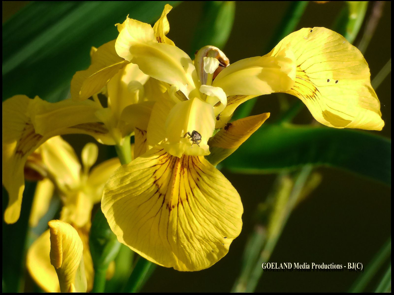 IRIS D' EAU JAUNE ( Alsace ) - Moulin d'Ishwiller près VOLMUNSTER