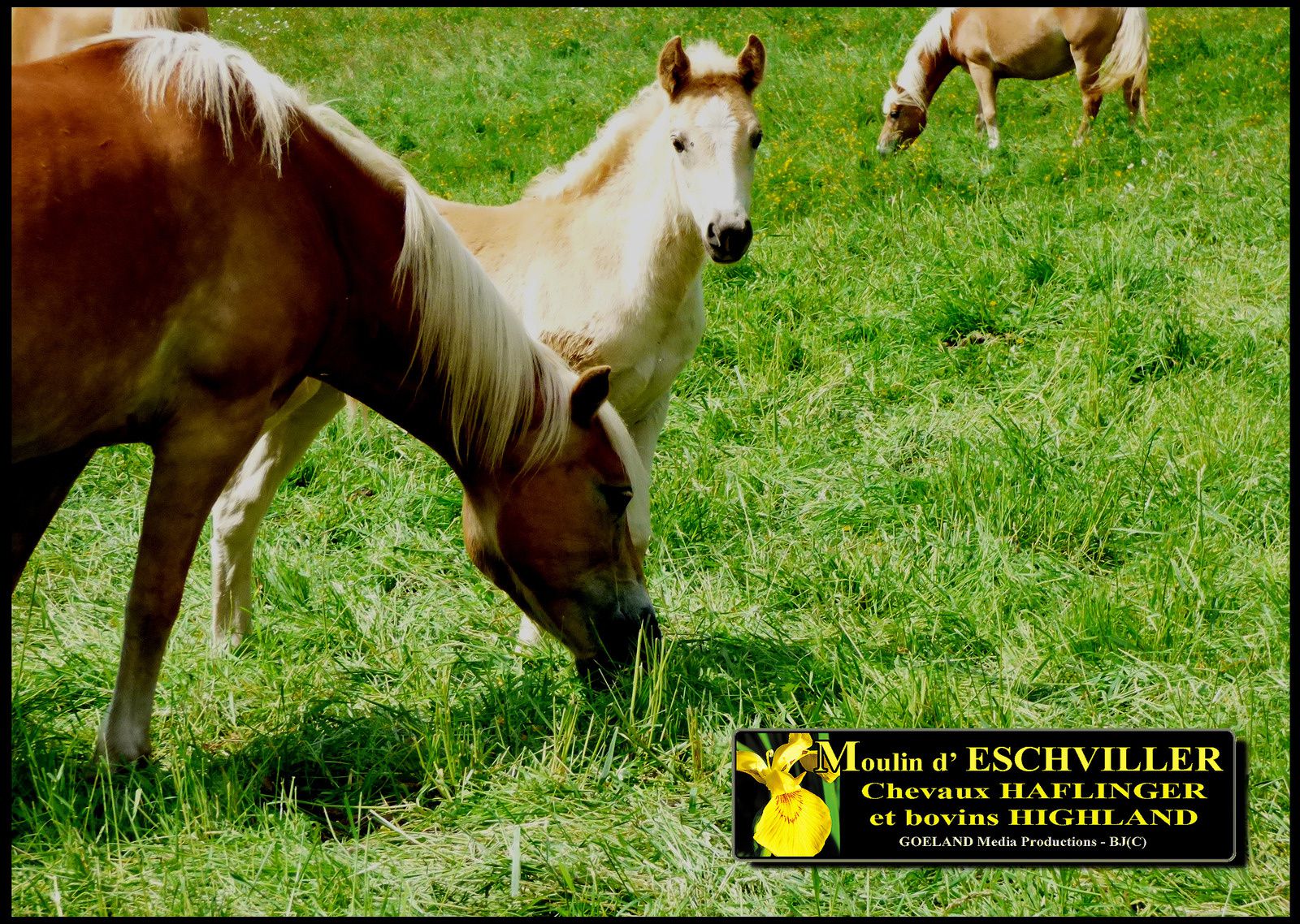 Jument d' HAFLINGER - domaine de la voie lactée à moulin d'ECHVILLER