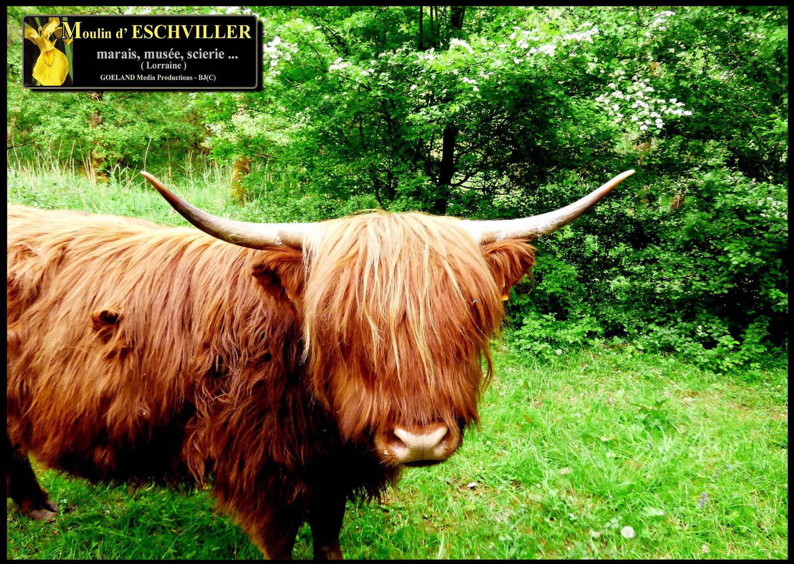 TAUREAU de race HIGHLAND - Moulin d'ESCHVILLER