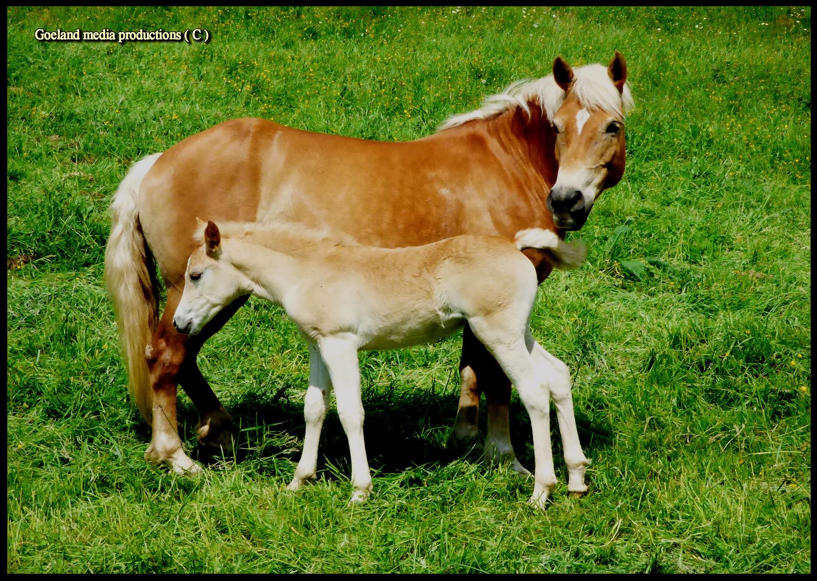 Jument HAFLINGER - Domaine de la voie lactée à moulin d'ESCHVILLER