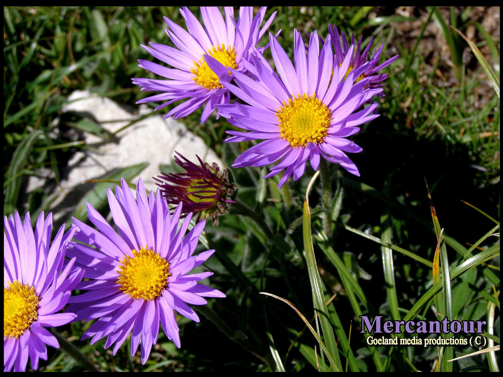 ASTER des Alpes , la belle fleur bleue au coeur orange - alpes du sud