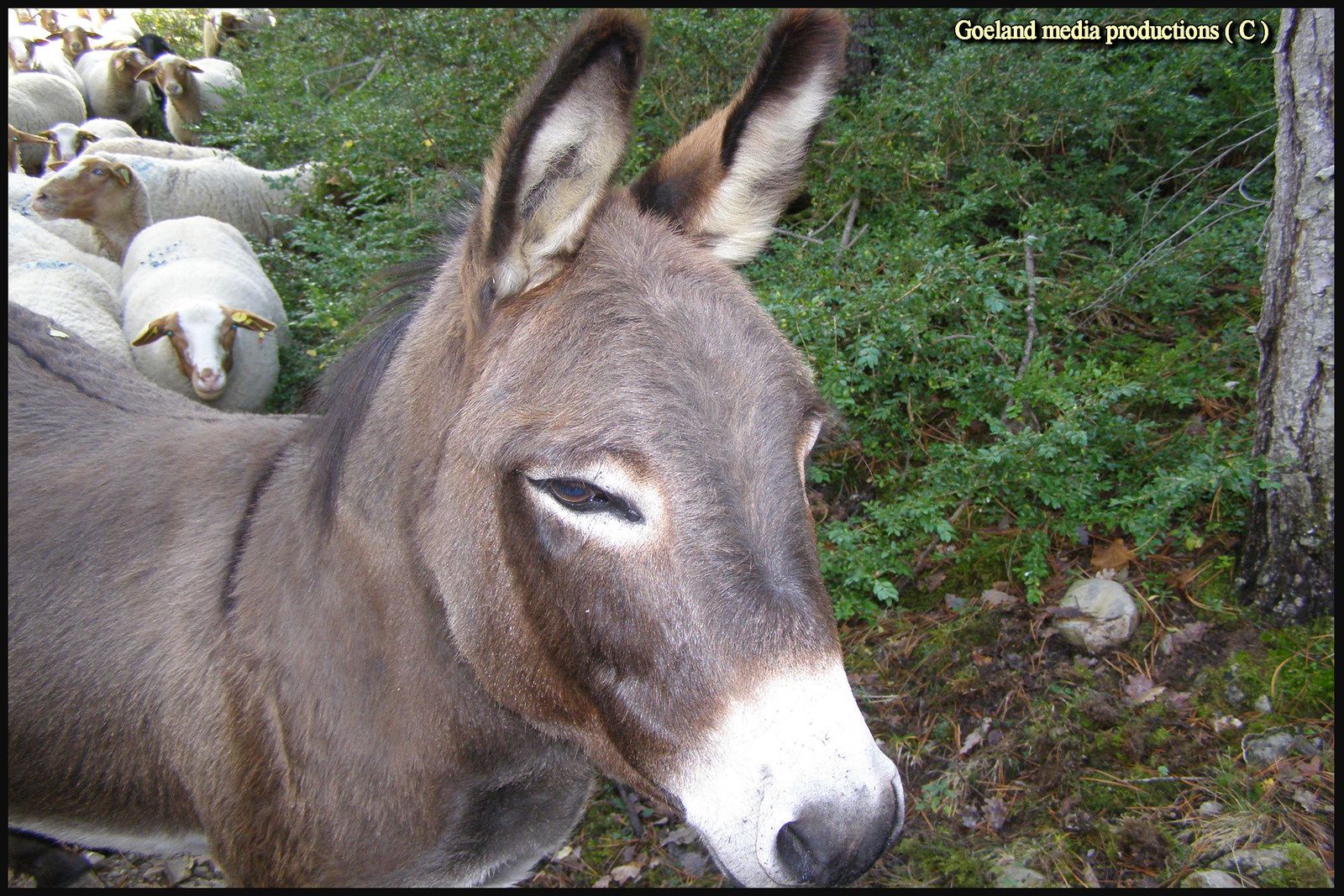 Ane de Provence - compagnon de l'Estive - Occitanie et Paca - alpes de Haute Provence