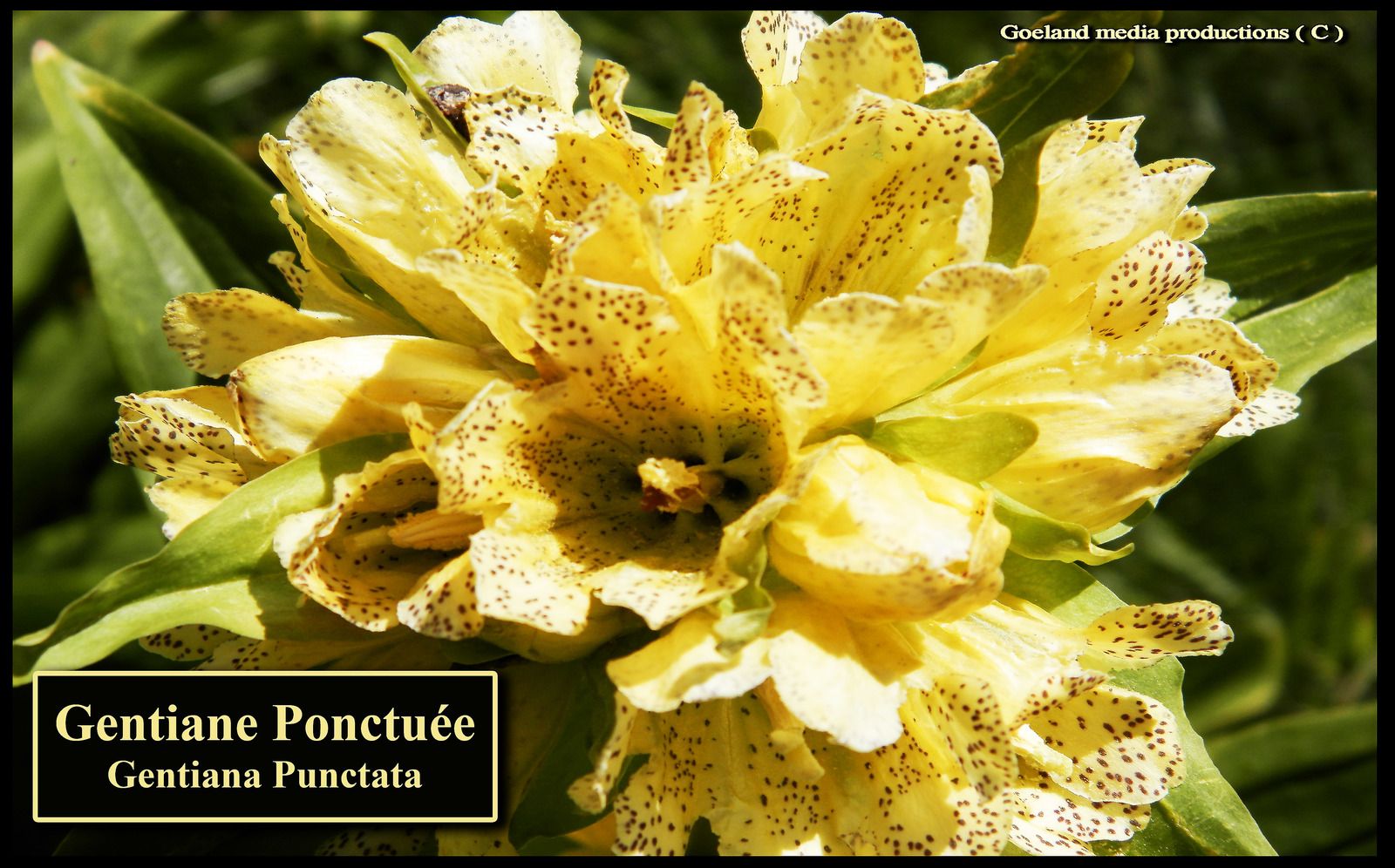 GENTIANE TACHETEE - Gentiane Ponctuée - gentiana punctata - Alpes siliceuses