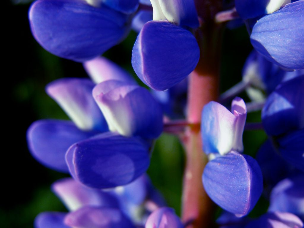 Lupins de Cerdagne ( Pyrénnées orientales ) 66