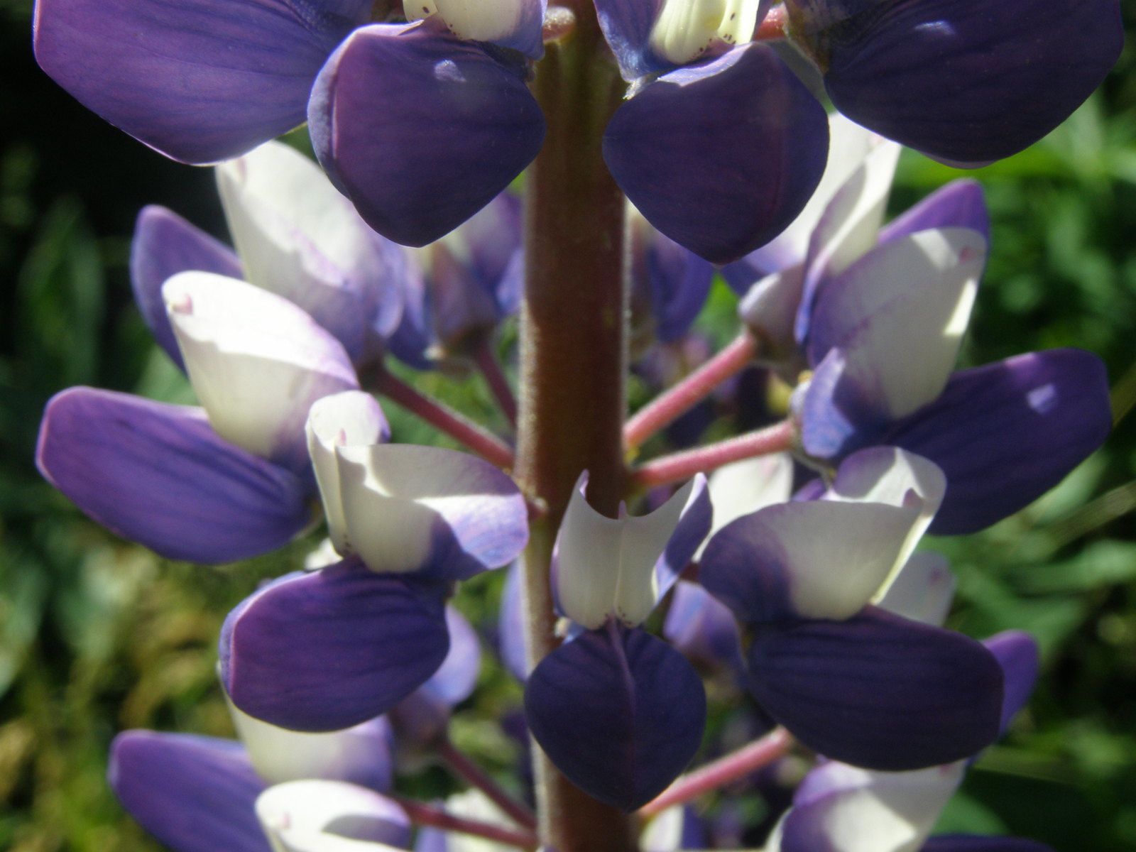 Lupins de Cerdagne ( Pyrénnées orientales )