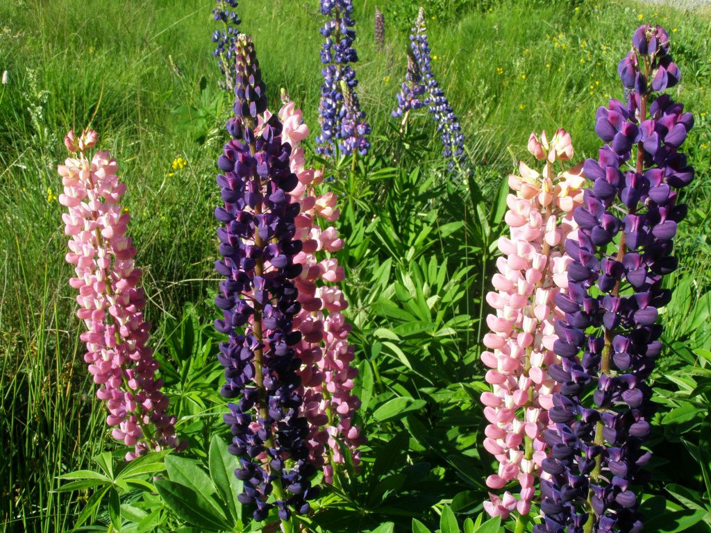 Lupins de Cerdagne ( Pyrénnées orientales ) 66