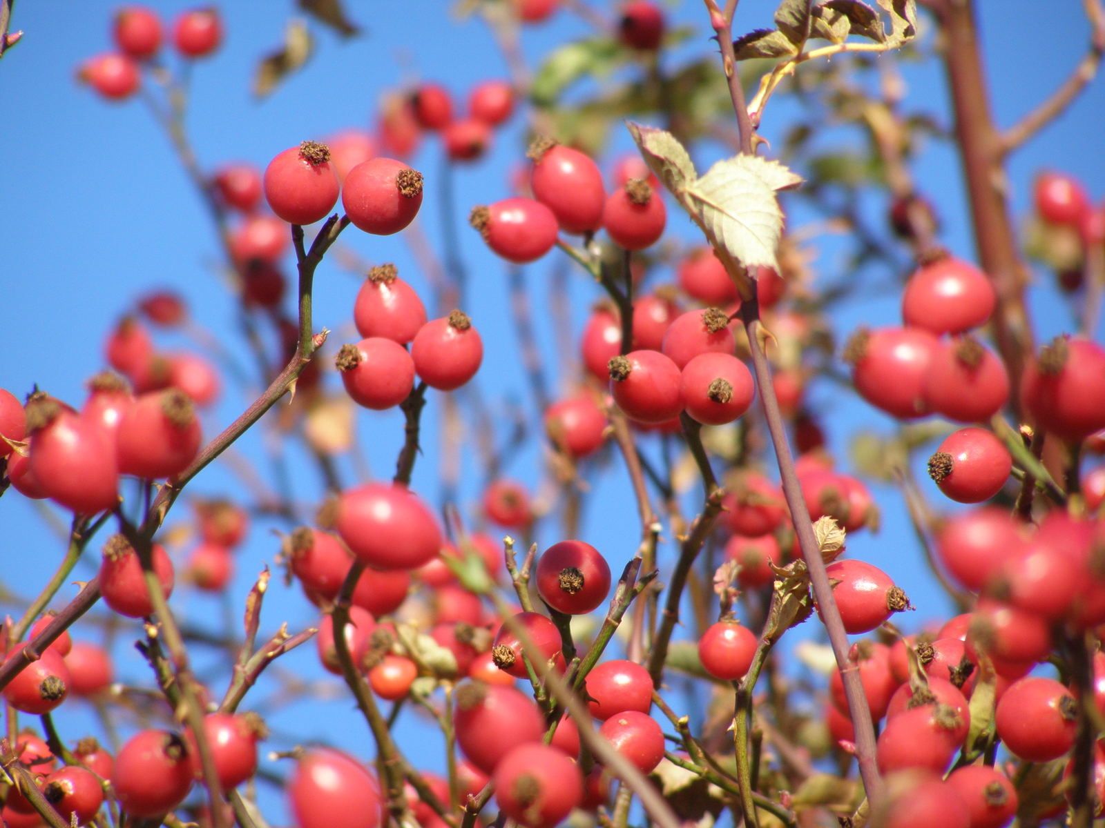 CYNORHODONS, fruits de l'églantier ( rosier des chiens )