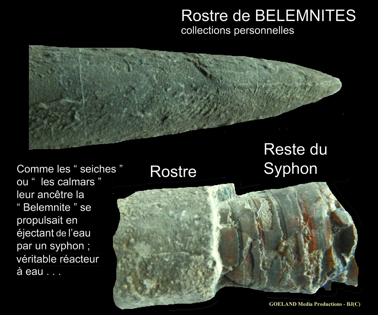 ROSTRE de BELEMNITE ( Vercors - collections personnelles ) Isère
