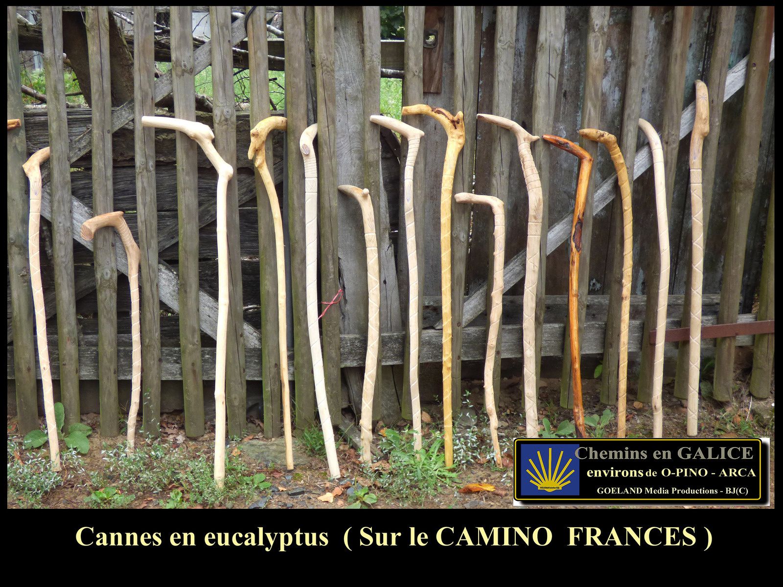 cannes en eucalyptus sur le Camino Frances ( Galice ) Espana