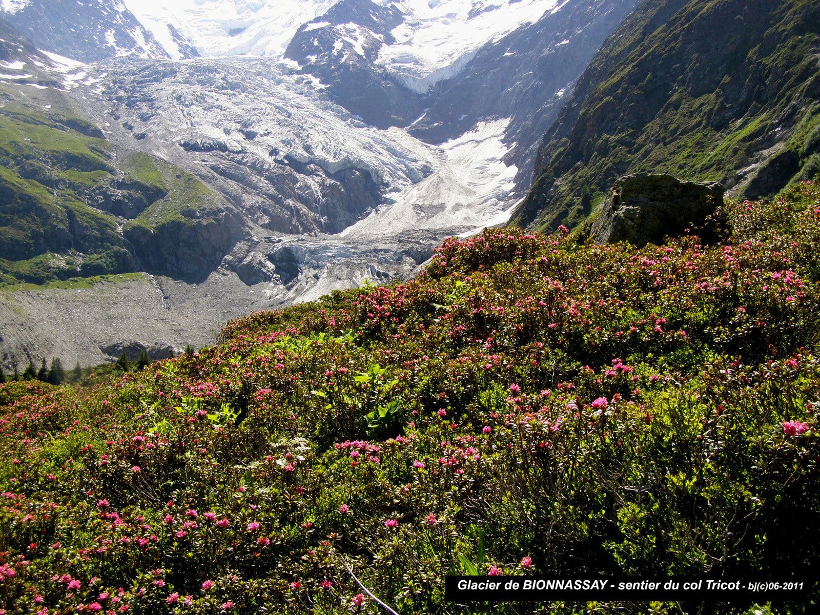 RHODENDRONS face au glacier de BIONNASSAY( Saint Gervais ) Haute Savoie