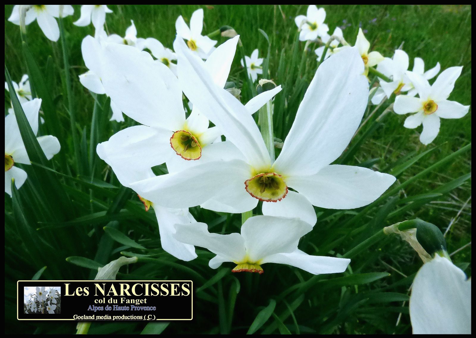 Narcisse du col du Fanget - alpes de haute provence - alpes du sud - flore