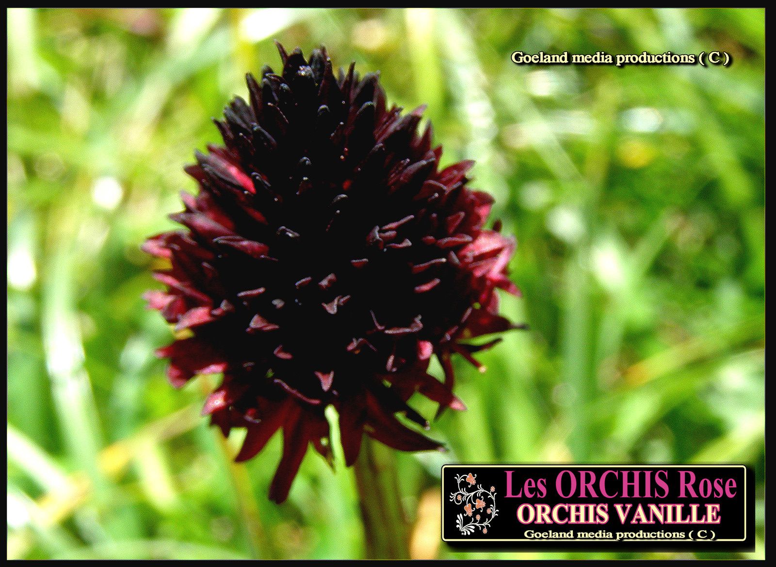 Nigritelle, Orchis Vanille, flagrance vanille des Alpes de Haute Provence