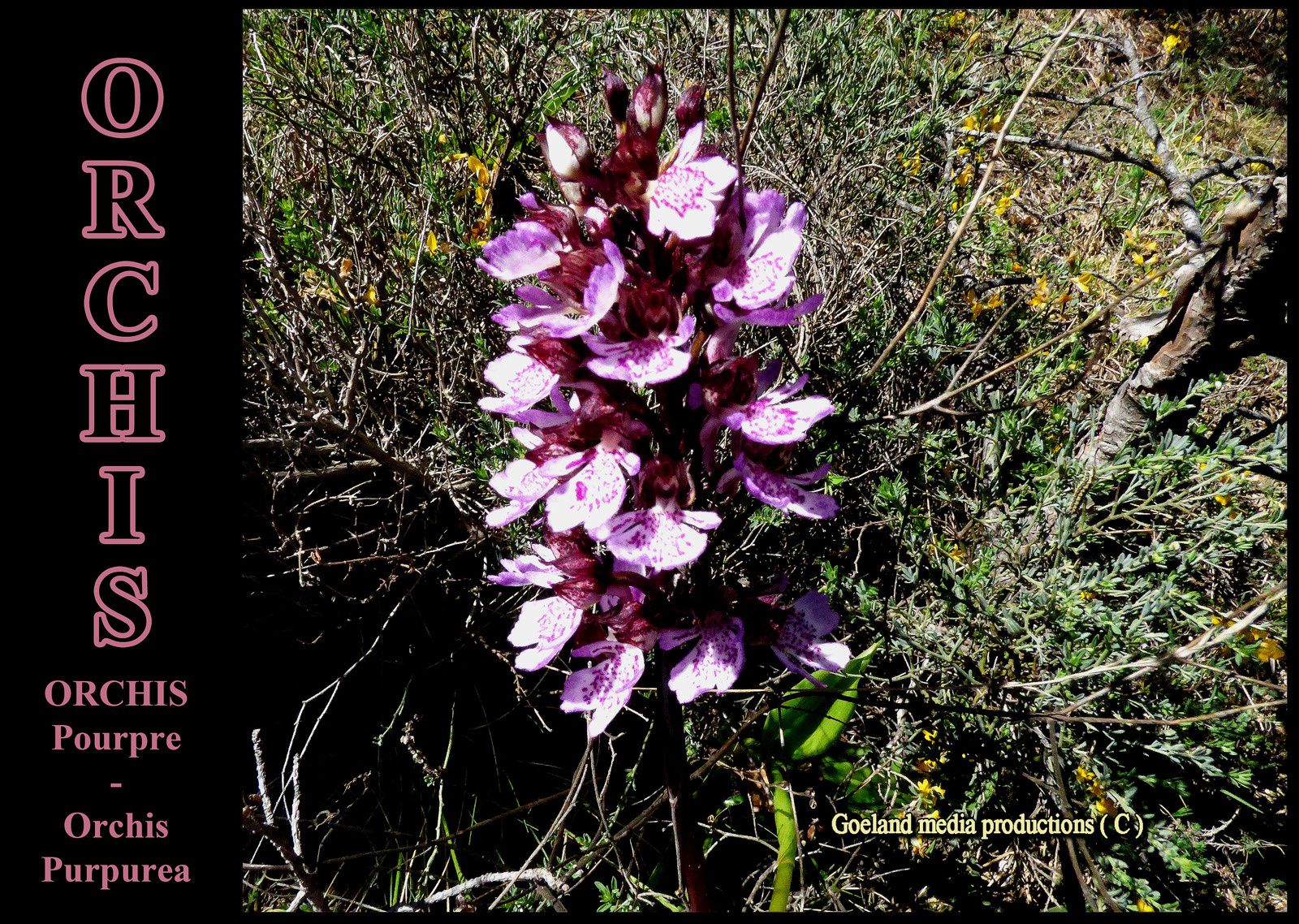 Orchis Pourpre - Orchis Purpurea - alpes de haute provence 