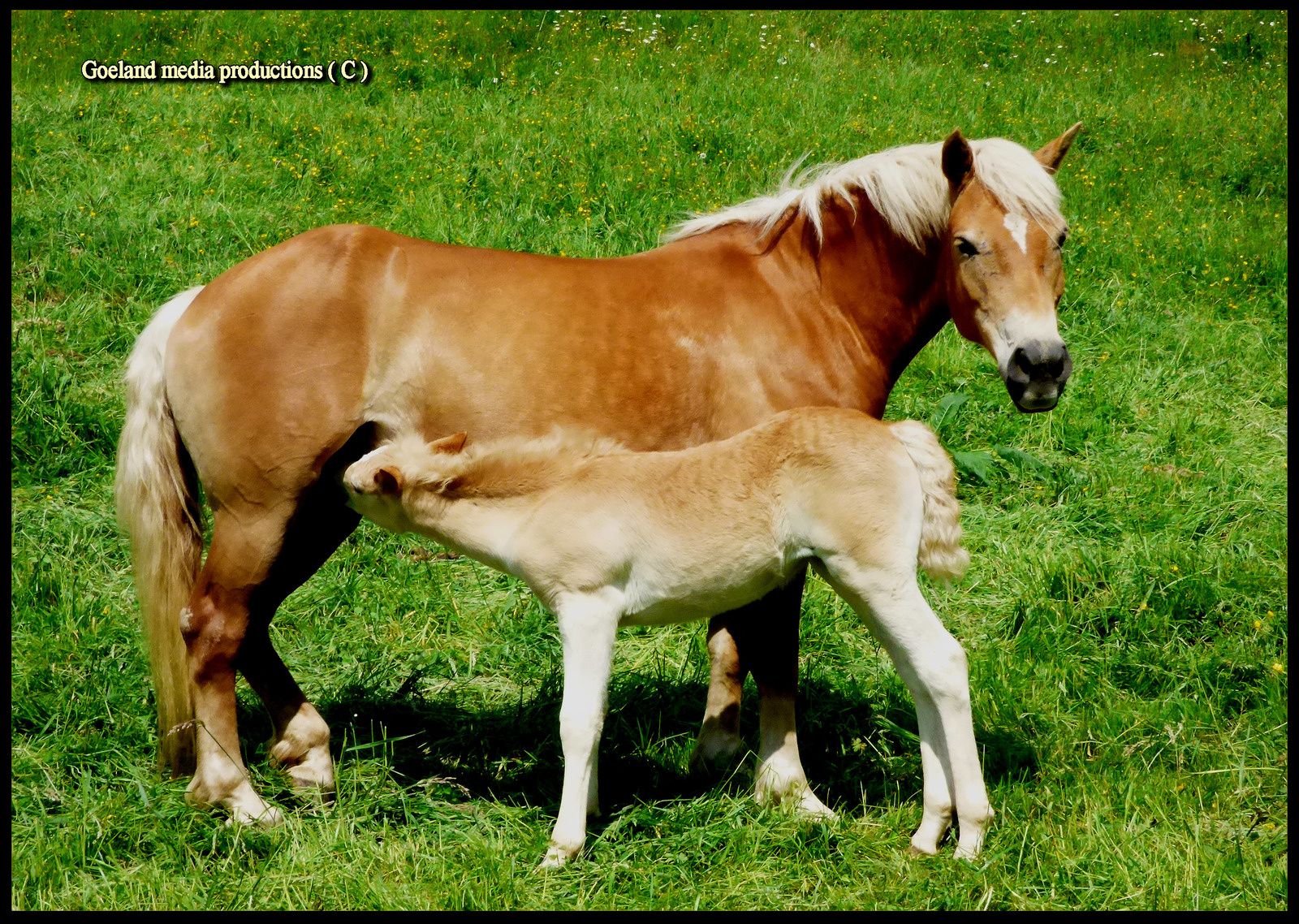 CHEVAUX HAFLINGER originaire du Tyrol - Domaine de la voie lactée