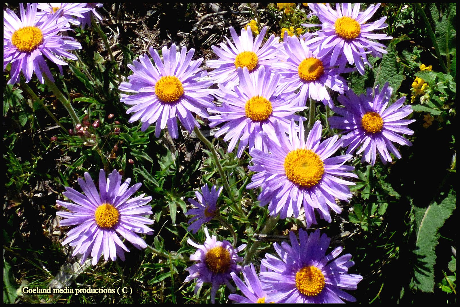 ASTER de CHABANON ( crêtes depuis SELONNET ) Alpes de Haute Provence