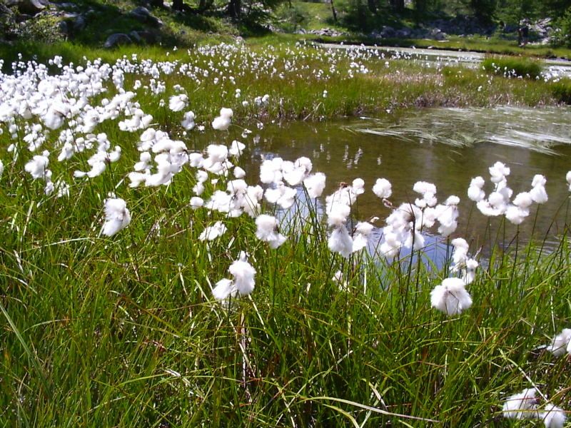 TOURBIERES VAL D'ALLOS - au dessus de Villar Colmars - Ht Verdon - Alpes de Haute Provence